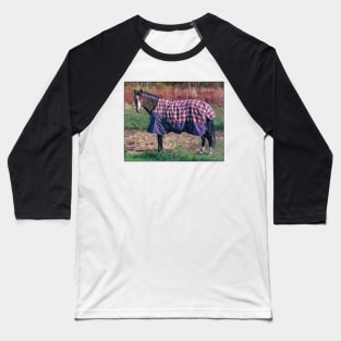 Horse in a Blanket Baseball T-Shirt